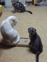 ねこ一家