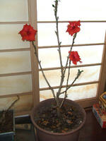 花花花