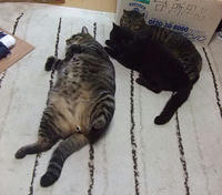 さっこ くろきっこ