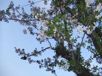 青空に葉桜