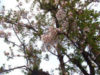 まだある桜