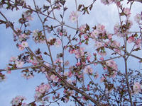 桜ぽん