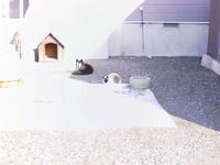 いぬねこ