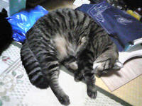 まるまるさっこ