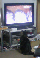 テレビたっこ
