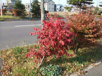 紅葉