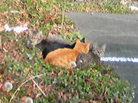 ねこ×４