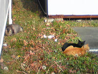 ねこねこ　　　ねこ