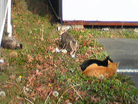 ねこねこ　ねこ　　　ねこ