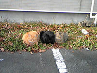 ねこねこねこ　　ねこ