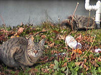 きじねこたんとふかふかたん
