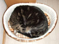 丸