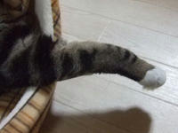 ねこにゃんのて！