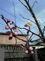 咲きかけ梅
