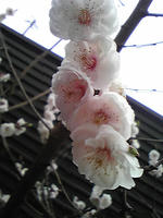 梅
