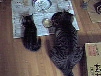 猫ごはん