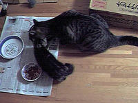 猫ごはん