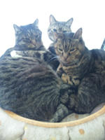 ねこ3匹