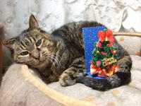 クリスマスきっこ使用前