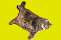 肉猫