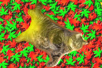 肉猫