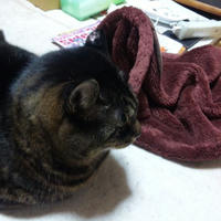 猫袋さっこ