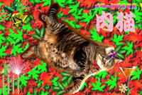 肉猫