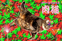 肉猫