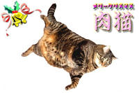 肉猫