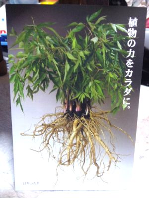 日本山人参