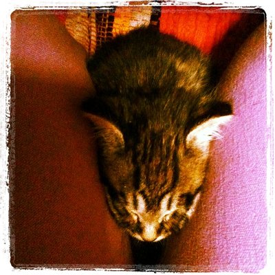 こねこたん はさまる