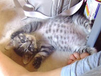 子猫たんうぇーいうぇーい