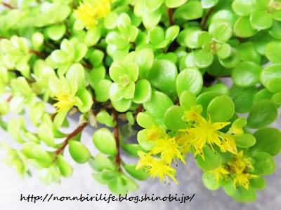 丸葉万年草（多肉植物）に黄色の花が咲いた！