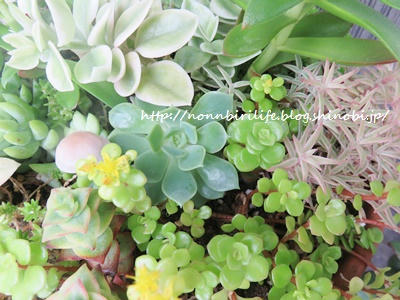 多肉植物にアイツが生えてきた＼(◎o◎)／！
