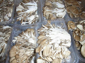 maitake4.jpg