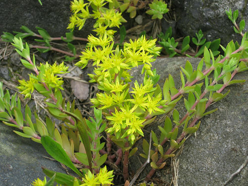 黄色の草花
