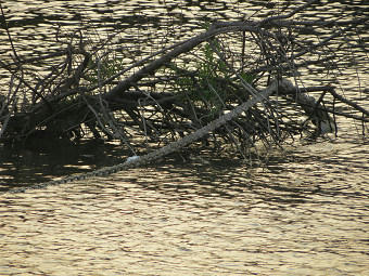 resize6057.jpg