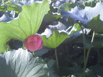 HI3B0356.jpg