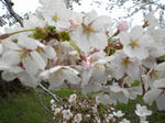DSCN0121.jpg