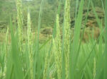 穂が出始めました