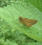 ゴマ蝶（イチモンジセセリ）