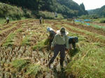 中山間の谷間の稲刈りは手で刈る