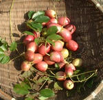 秋の味覚「ココブ」ツルとともにインテリアとしても最高