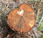 切り株に踊る笑い仮面を見た