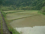 田植えの済んだ田は美しい