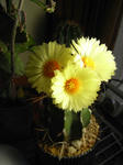 サボテンの花
