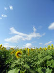 ひまわり畑のヒマワリ02