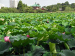 09年　上野、不忍池の蓮