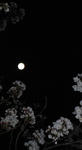ブルームーンに桜