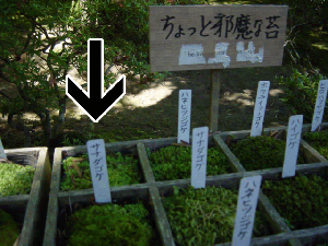 笑